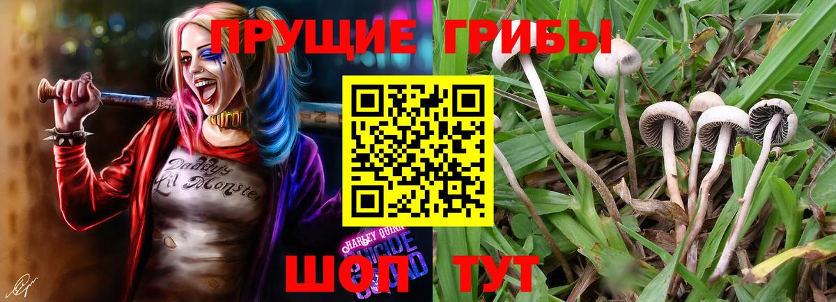 Псилоцибиновые грибы Psilocybe  Вход с VPN  Ревда 